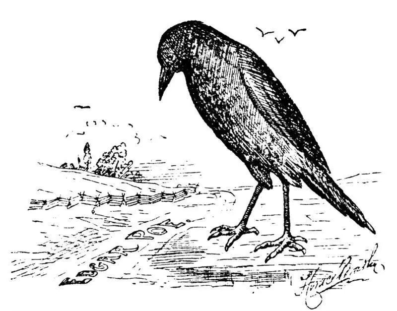 战疫阅读|面对野生动物时,我们被答曰"永不复焉"_乌鸦