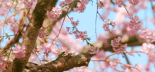 睡在日本最美的季节,邂逅樱花雨落下的芬芳.