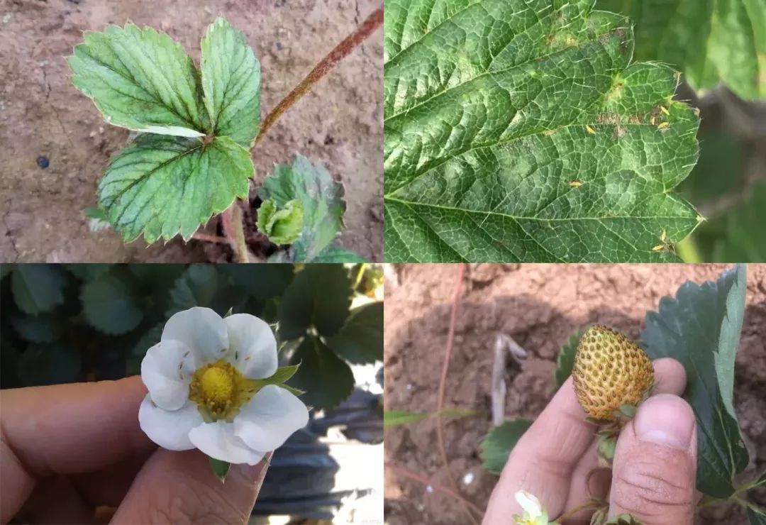 草莓虫害高清图谱及药剂选择最新版