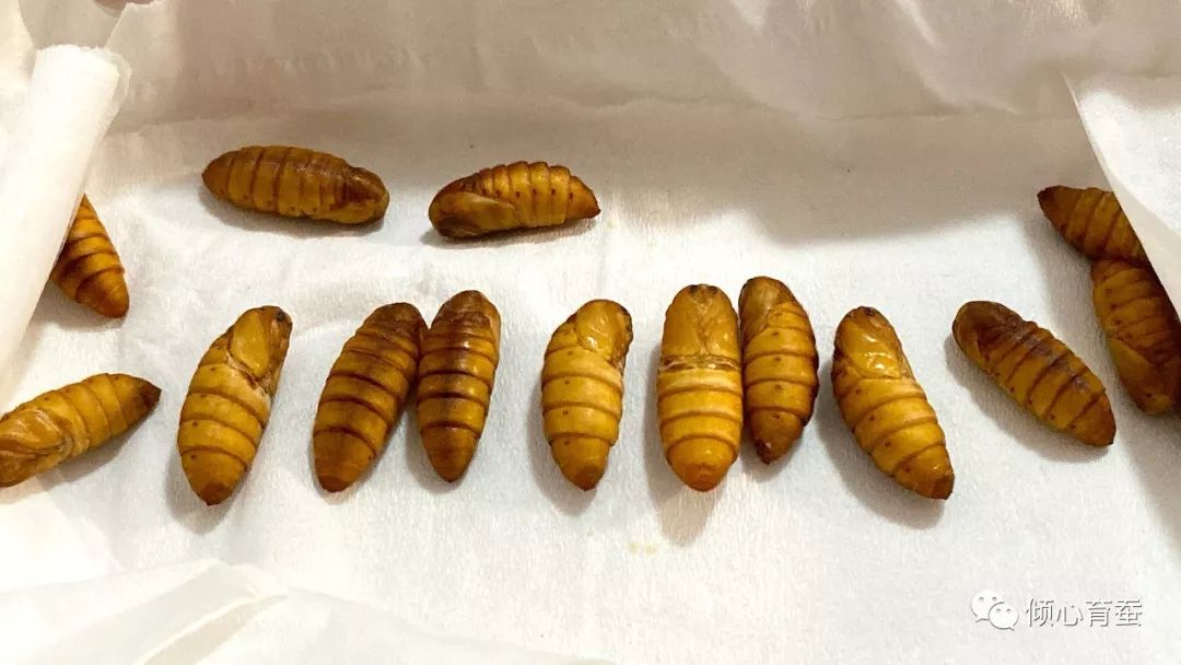 虫趣点滴记录某茶斑的一生