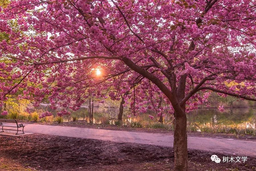 这些开花的树你能认出几种