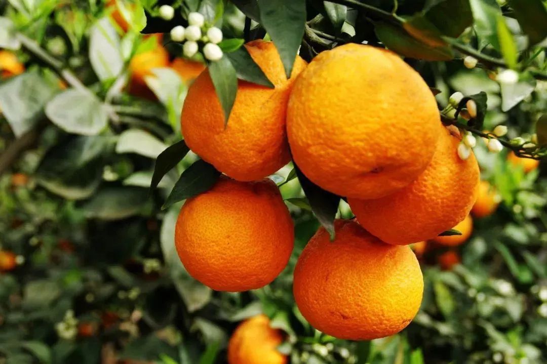 黄果柑,包包菜和鸡蛋也来了!雅安人民这是要承包湖北人民的餐桌呀!