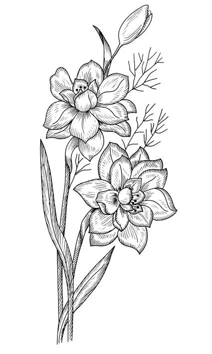 100多张花卉线描手稿素材赶快收藏