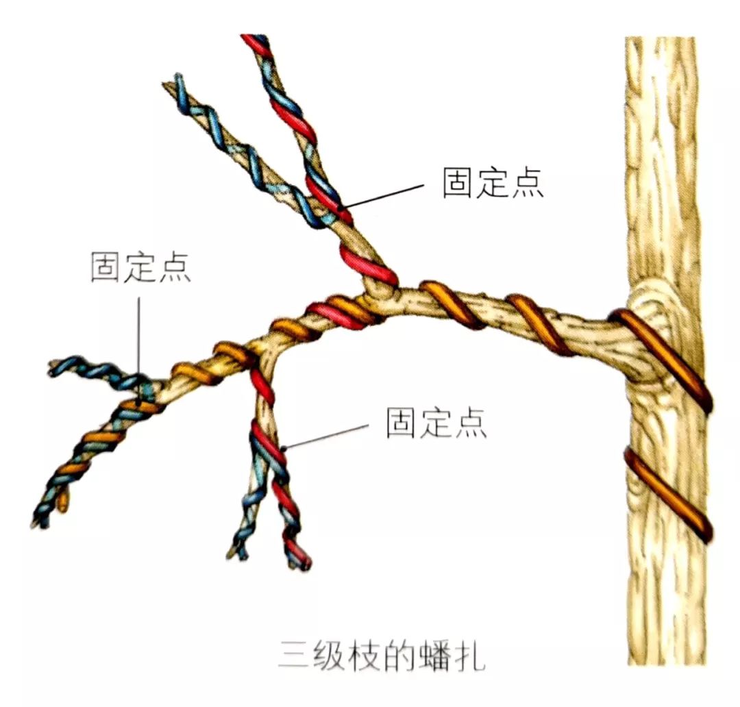 罗汉松绑扎技巧图片