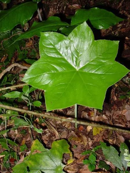 据说抗癌能力最强的十大植物