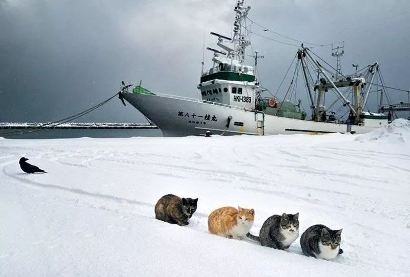 滑雪、看海、打地洞…原来北海道的流浪猫是这么过冬的！