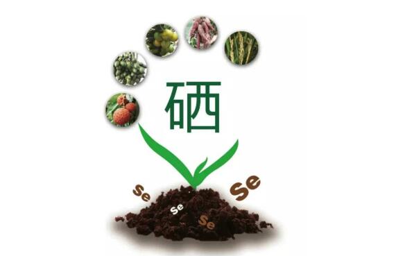 如何选择富硒食品?_国家标准