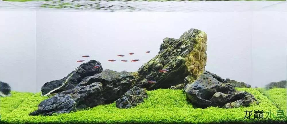 教你学水景几种常见造景石的造景分类欣赏生态鱼缸造景培训教程