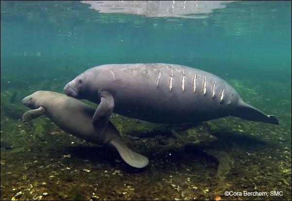 【潜行家-物种】儒艮海牛傻傻分不清,你是怎样的美人鱼?