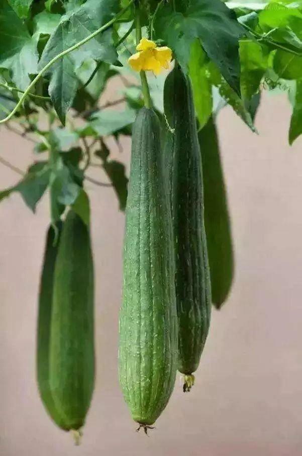 苦丝瓜毒性强如砒霜其实