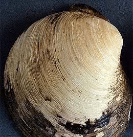 的外形和我们平时所看到的扇贝差不多,是一种藏在贝壳下面的软体圆蛤