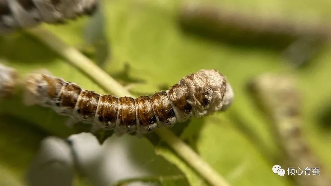 虫趣点滴记录某茶斑的一生