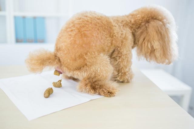 结语:你家狗狗有过吃粑粑的行为吗?