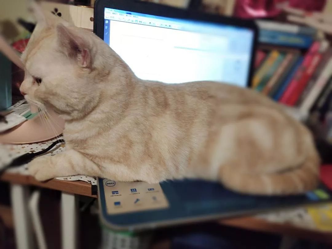 突然发现,孩子不是在家办公的阻碍,猫才是!_键盘