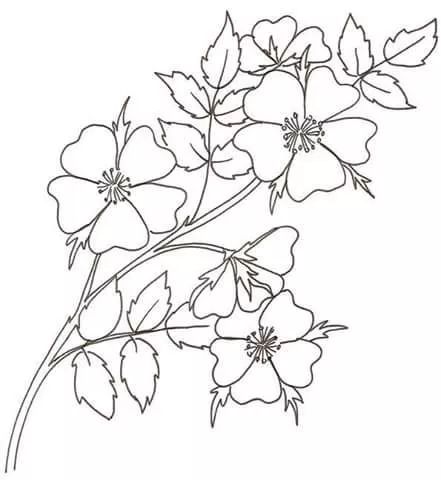 100多张花卉线描手稿素材,赶快收藏!