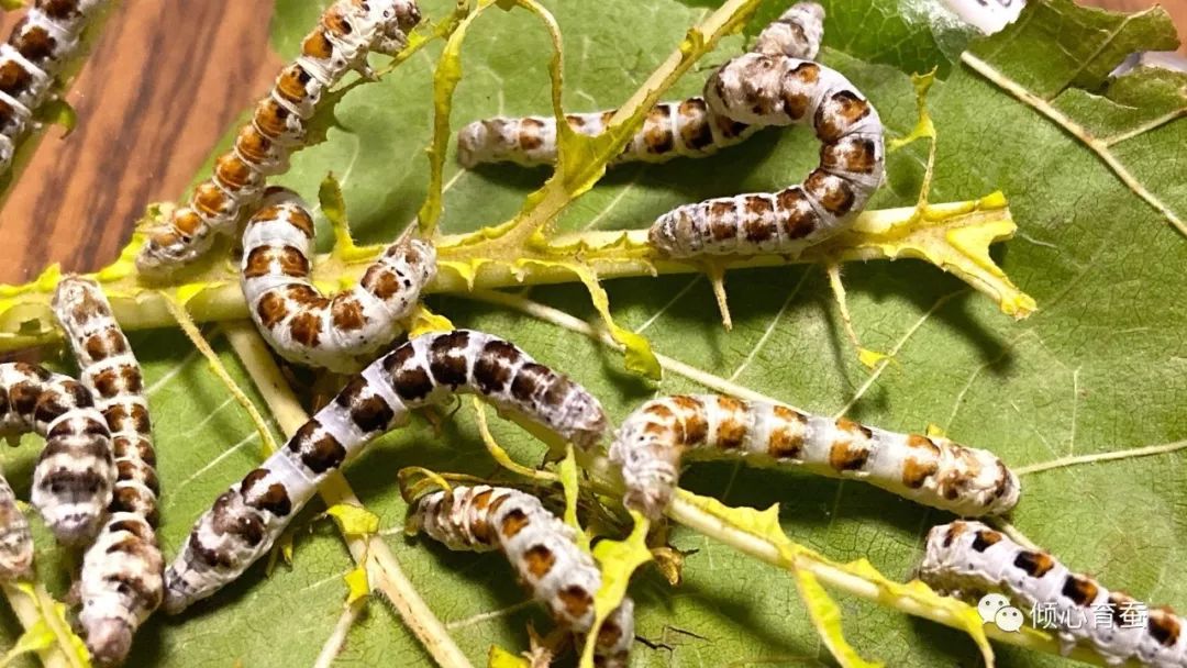 虫趣点滴记录某茶斑的一生