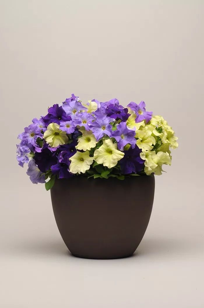 10万人收藏的文章矮牵牛的组合盆栽集锦