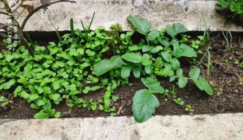 老虎:宅在家,栽花种草,一小盆多肉,让人赏心悦目,当然,种菜也不错,再