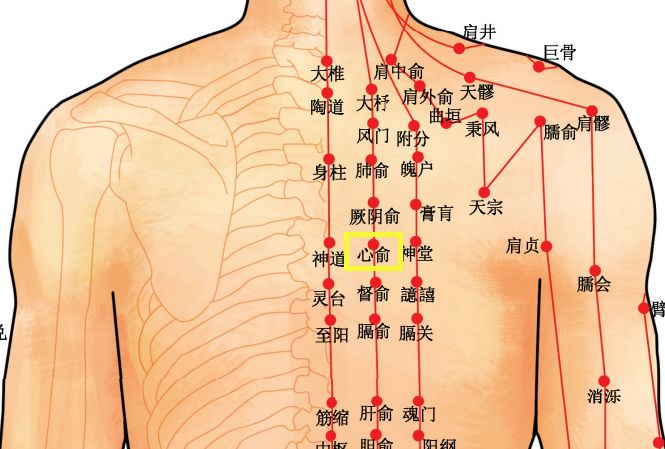 穴位知识 十二经脉·足太阳膀胱经之心俞穴_主治