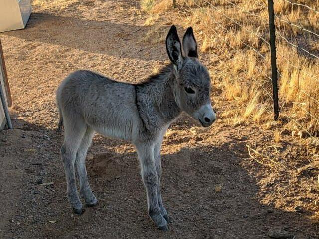 毛驴从小被狗狗带大,已经彻底成了狗,除了不会汪汪叫_宠物