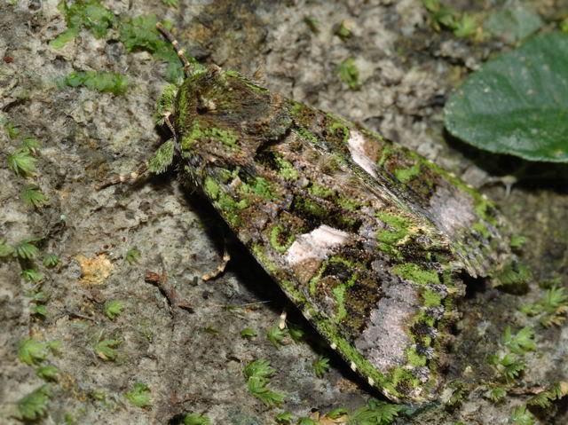 变色龙算个啥?这些生物的伪装才是大师级别,不信你找找(一)