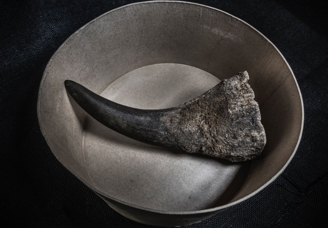 这是一个用犀牛蹄做成的烟灰缸.