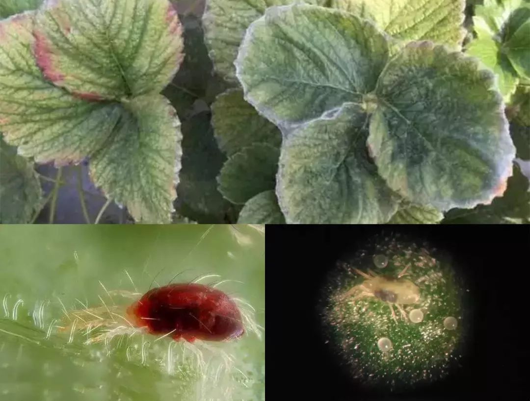 黄白色型(二斑叶螨,茶黄螨,以前者为主)危害:以成螨,若螨在草莓叶背刺