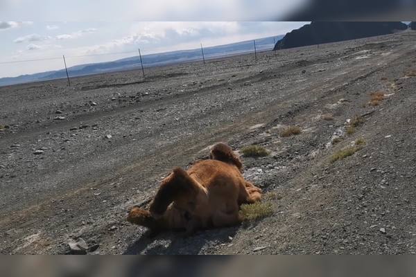 摩旅新疆很偏僻的公路看到被撞死的野生骆驼