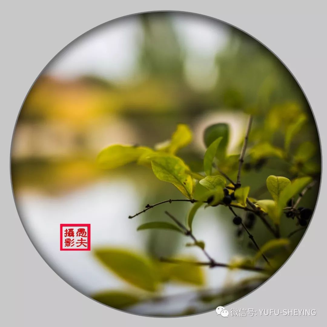 秋兰兮麋芜罗生兮堂下