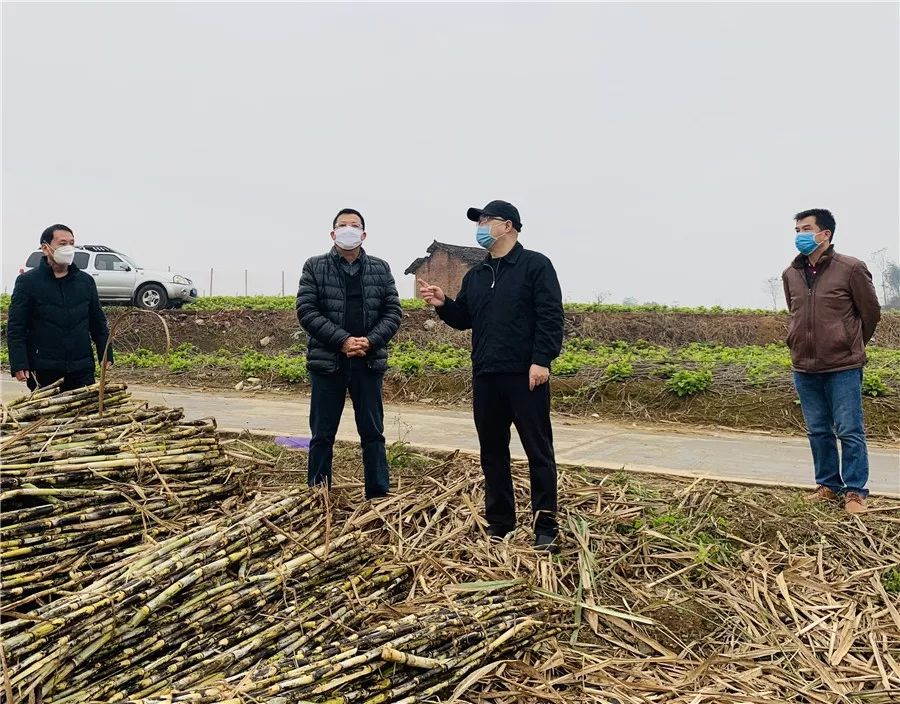 李朝暉調研城關鎮甘蔗砍運和種植情況在城關鎮新村村,李朝暉深入田間