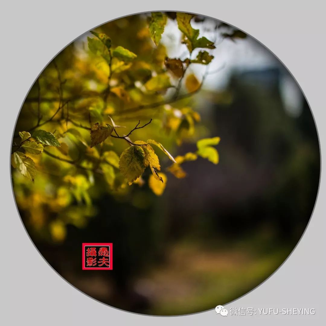 秋兰兮麋芜罗生兮堂下