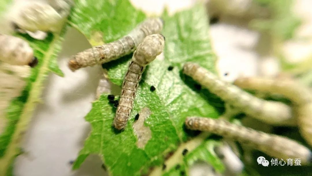 12月25日-2龄蚕由于这些是杂交茶斑品种,会出现与亲本不同性状的个体