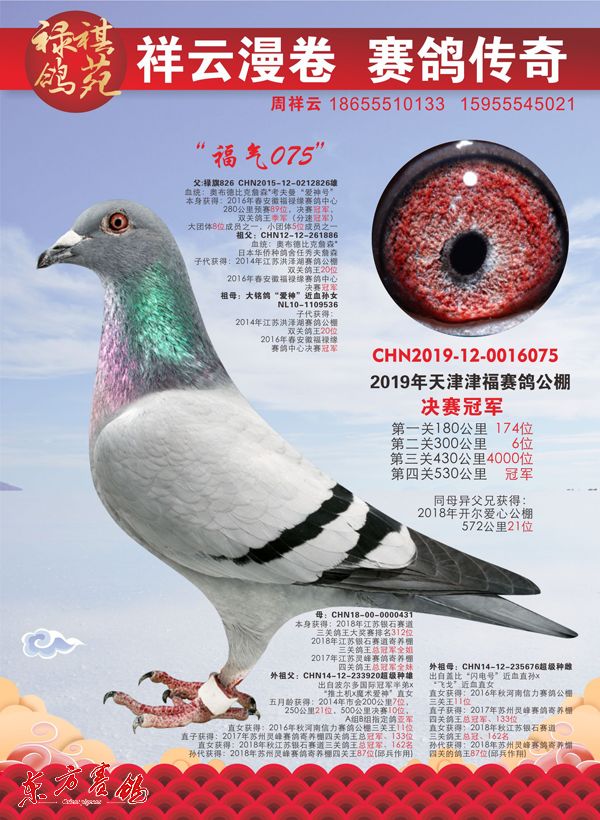 名家张卫东,(右)到禄祺鸽苑做客▲天津吴斌,辽宁伊连生,安徽周祥云,南