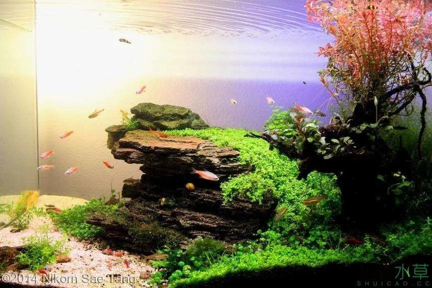 教你学水景几种常见造景石的造景分类欣赏生态鱼缸造景培训教程