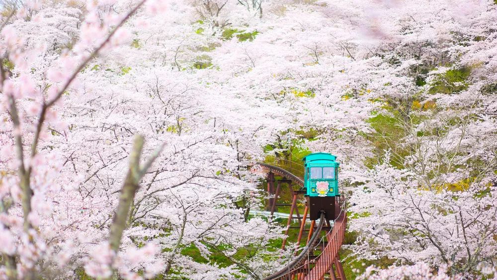 睡在日本最美的季节,邂逅樱花雨落下的芬芳