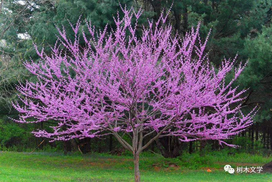 这些开花的树你能认出几种