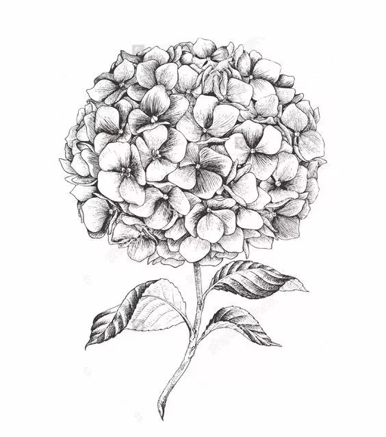 【8】· 郁金香的线稿 ·/【9】· 鸢尾花临摹手稿 ·/【10】· 其他