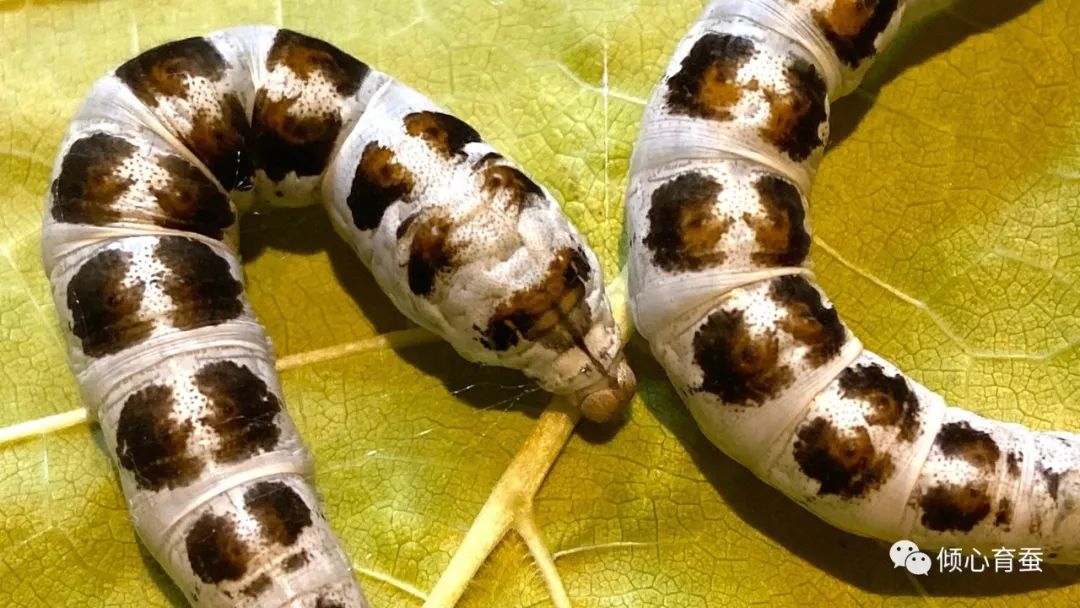 虫趣点滴记录某茶斑的一生