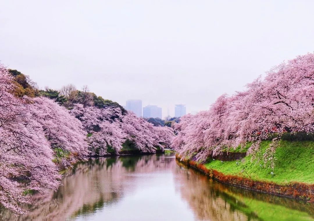 2020日本櫻花預測最前線!睡在日本最美的季節,邂逅櫻花雨落下的芬芳.