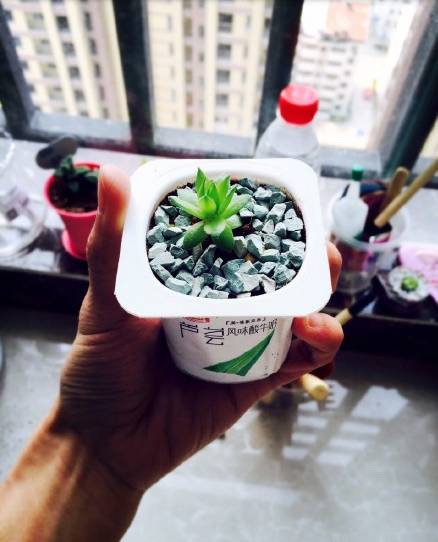 一姑娘喝完酸奶后不扔盒子,竟是为了