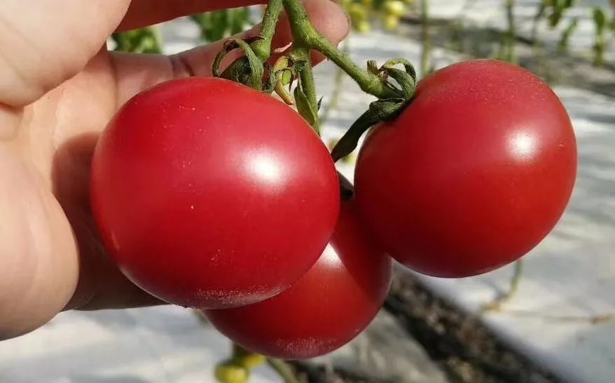 密云这个村"原味1号"西红柿销路不畅,需要你的帮助!