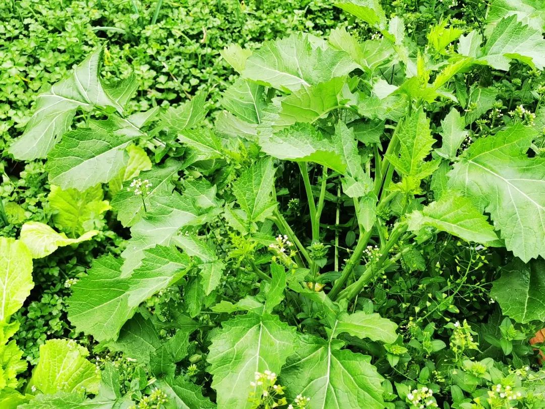 田里的油菜还不能采,田坎上的自生自长的苦油菜成熟了,掐掉上端的叶子