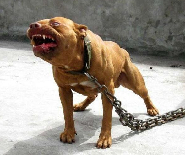 世界上最恐怖的狗比特犬