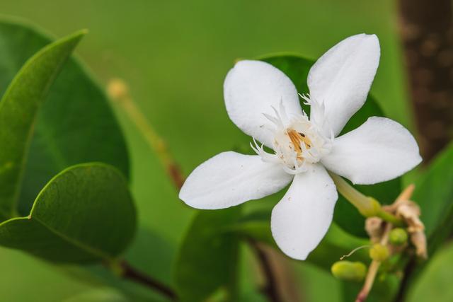 梔子花的花苞沒開就掉了注意做好這6點花開一茬接一茬