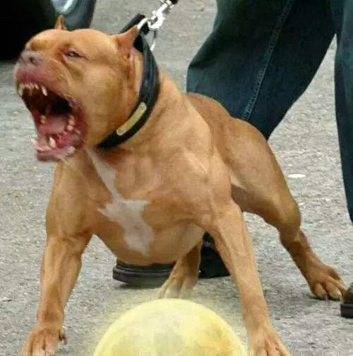 世界上最恐怖的狗比特犬