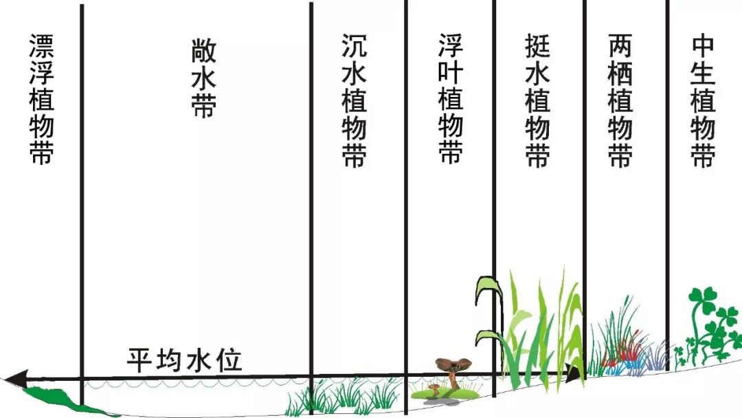 云踏青04湿地篇挺水沉水浮叶漂浮植物的二三事