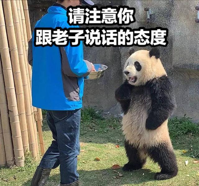 叉腰表情包熊猫图片