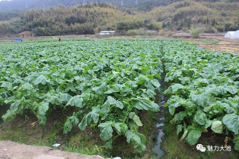 抗击疫情春耕疫情间依然有希望