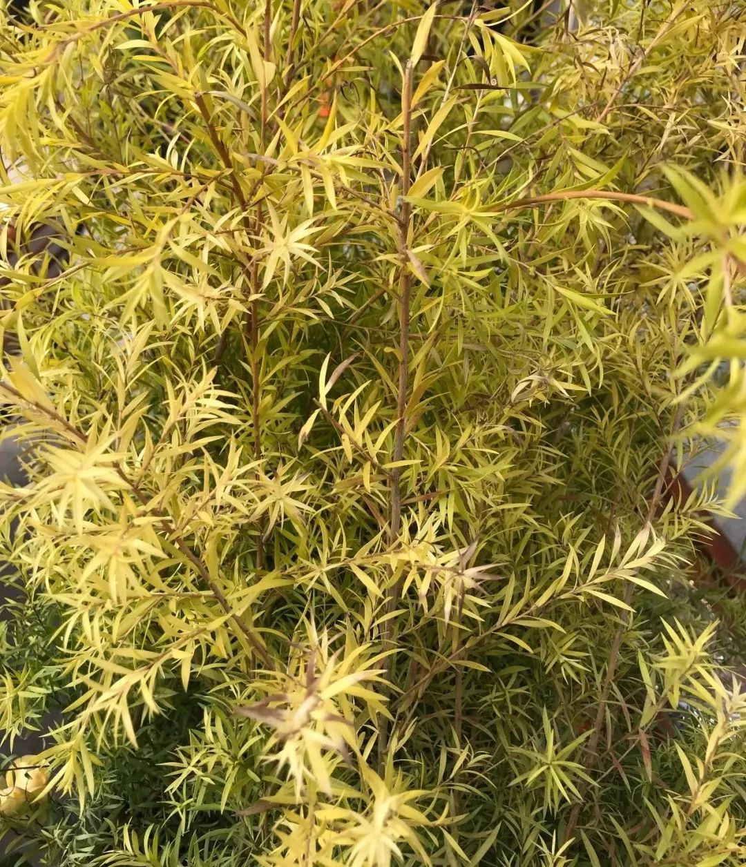 西浦草木(三百四十六)——黄金串钱柳