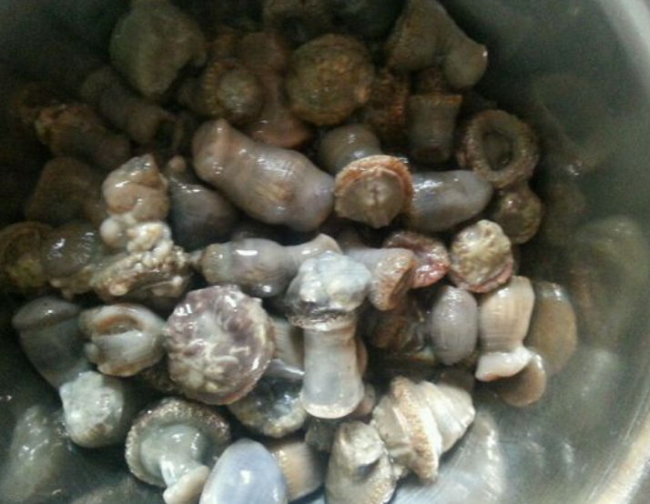 海腚根是高蛋白食物,营养价值不比鱼肉猪肉差呢.